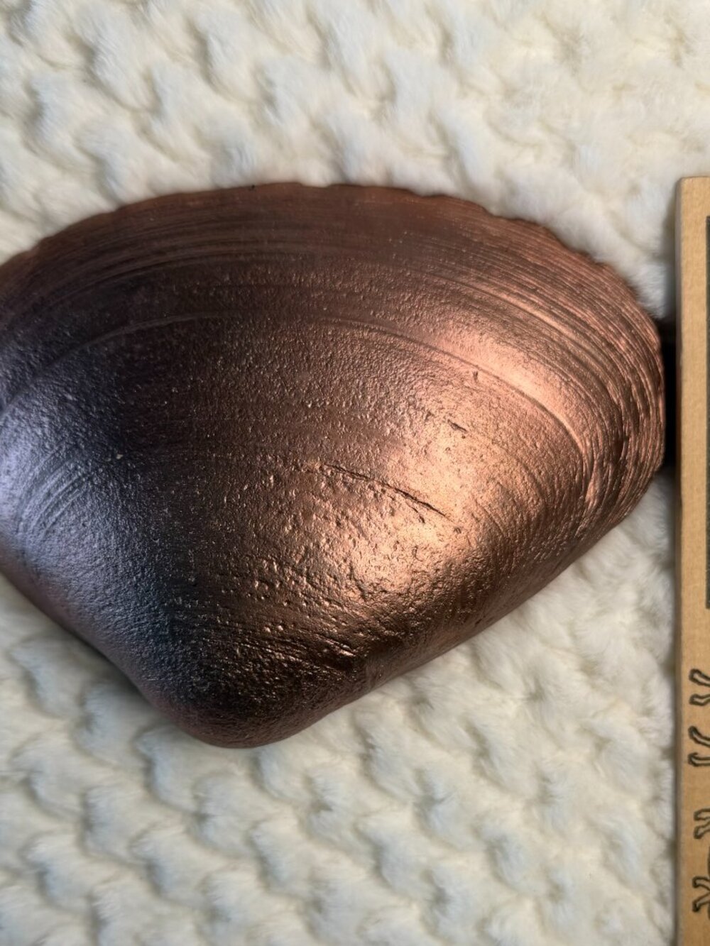 Large Rose Gold Clam Shell - Picture 5 of 5